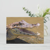 コスタリカのトルトゥゲーロで笑うワニ 招待状 (スタンド正面)