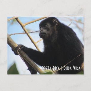 コスタリカのハウラーサル Postcard ポストカード