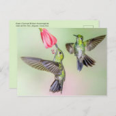 コスタリカのハミングバード飛んでいるカップル ポストカード (正面/裏面)