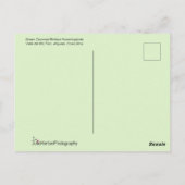 コスタリカのハミングバード飛んでいるカップル ポストカード (裏面)