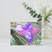 コスタリカのブロメリアド ポストカード (スタンド正面)