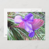 コスタリカのブロメリアド ポストカード (正面/裏面)