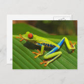 コスタリカのプラヤジャコ近くの赤い目のツリーカエル ポストカード (正面/裏面)