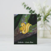 コスタリカのプンタ・カフイタで見つかったマスグマヘビ ポストカード (スタンド正面)