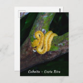 コスタリカのプンタ・カフイタで見つかったマスグマヘビ ポストカード (正面/裏面)