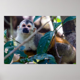 コスタリカのマヌエルアントニオ国立公園のリスザル ポスター