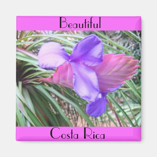 コスタリカの兄弟 マグネット (正面)