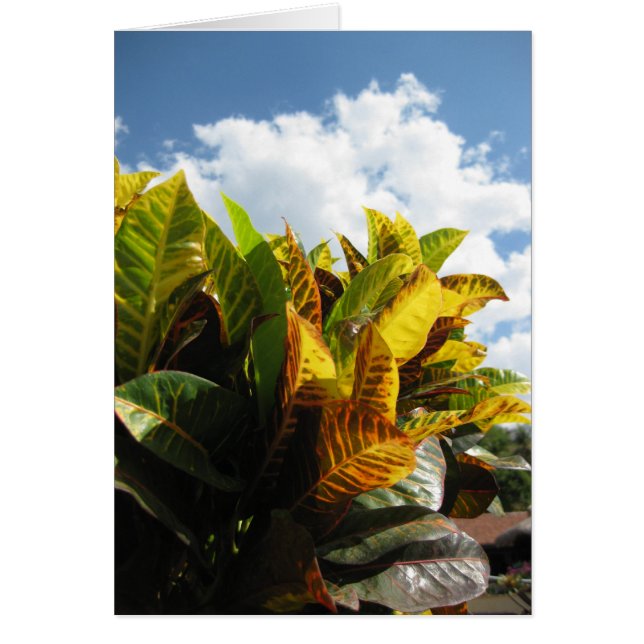 コスタリカの植物相 (正面)