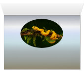 コスタリカの毒ビパーヘビ (内部横(下))