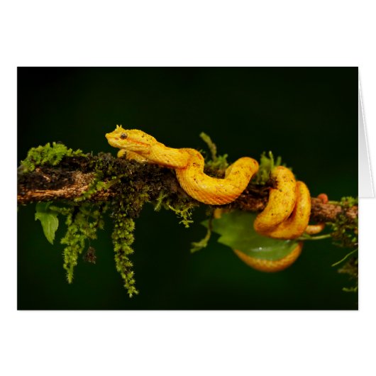 コスタリカの毒ビパーヘビ (正面横)