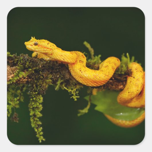 コスタリカの毒ビパーヘビ スクエアシール (正面)