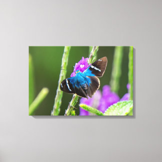 コスタリカの紫の花に止まる青い蝶 キャンバスプリント