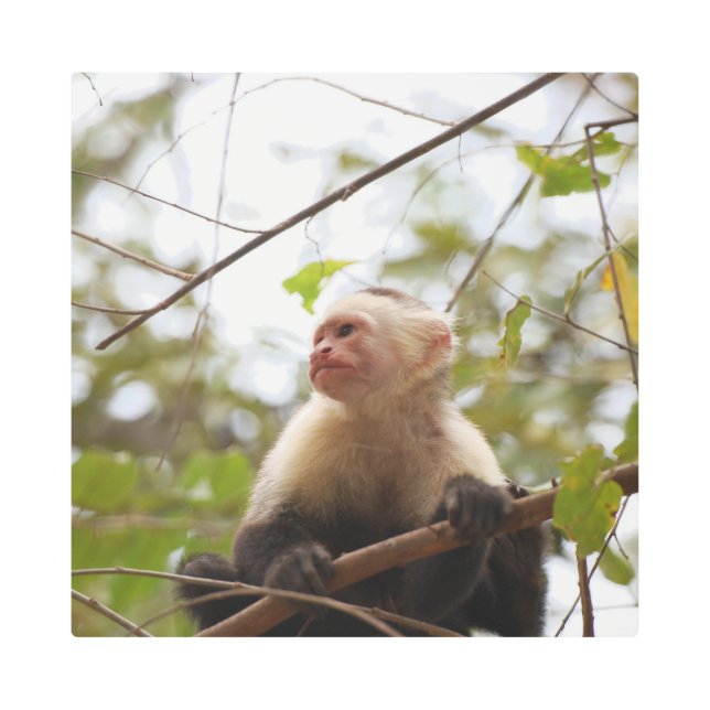 コスタリカの興味深いカプチンモンキー写真 メタルプリント (正面)