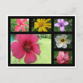 コスタリカの花 ポストカード