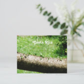 コスタリカの葉カッタのアリ ポストカード (スタンド正面)