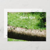 コスタリカの葉カッタのアリ ポストカード (正面/裏面)