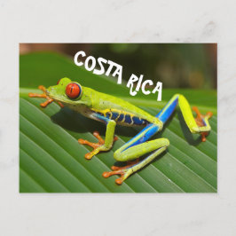 コスタリカの赤い目の木のカエルの写真 ポストカード