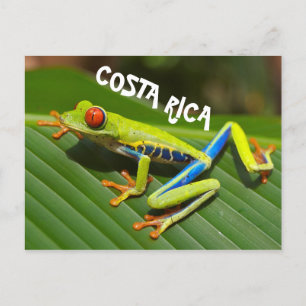 コスタリカの赤い目の木のカエルの写真 ポストカード