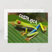 コスタリカの赤い目の木のカエルの写真 ポストカード (正面/裏面)