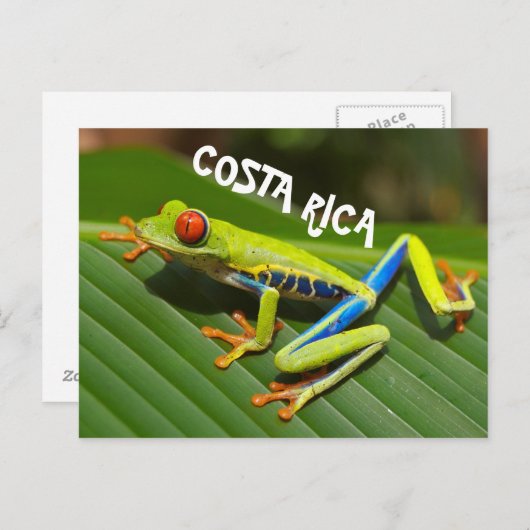 コスタリカの赤い目の木のカエルの写真 ポストカード (正面/裏面)