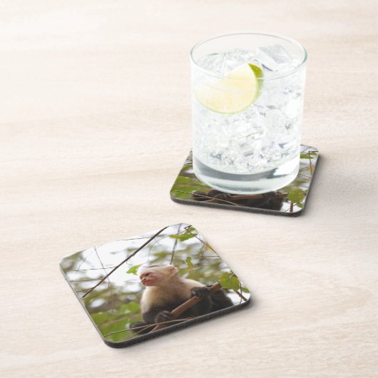 コスタリカの野生疑問に思人:カプチン・モンキー コースター (右側)