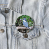 コスタリカの魚とカワセミのボタン 缶バッジ (インサイチュ)