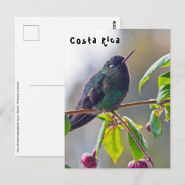 コスタリカの鳥 - ノドアカハチドリ ポストカード