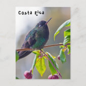 コスタリカの鳥 - ノドアカハチドリ ポストカード (正面)