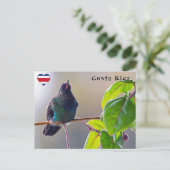 コスタリカの鳥 – 熱狂の激しいハミングバード ポストカード (スタンド正面)