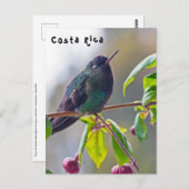 コスタリカの鳥 – 熱狂の激しいハミングバード ポストカード (正面/裏面)