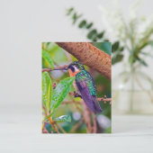 コスタリカの鳥 – 熱狂の激しいハミングバード ポストカード (スタンド正面)
