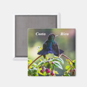 コスタリカの鳥 – 熱狂の激しいハミングバード マグネット (正面/裏面)