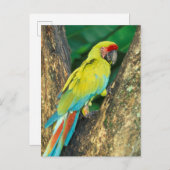 コスタリカのAra Ambiguaの素晴らしい緑のコンゴウインコ ポストカード (正面/裏面)