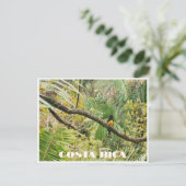 コスタリカトロピカルジャングルバードオンブランチ ポストカード (スタンド正面)