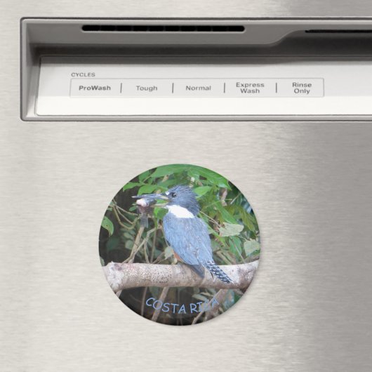 コスタリカ磁石の魚を持つカワセミ マグネット (インサイチュ (食洗機))