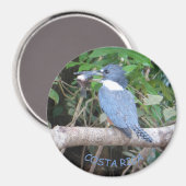 コスタリカ磁石の魚を持つカワセミ マグネット (正面/裏面)