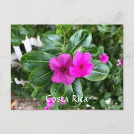 コスタリカ紫の花はがき シーズンポストカード