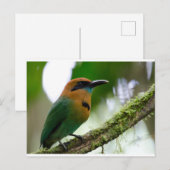 コスタリカ葉書 ポストカード (正面/裏面)