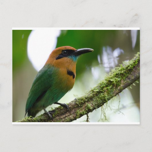 コスタリカ葉書 ポストカード (正面)