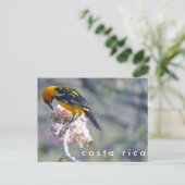 コスタリカ野鳥観察葉書 ポストカード (スタンド正面)