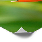 コスタリカ，アカガエル2 ポスター (角)