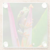 コスタリカ，アカガエル ガラスコースター (裏面)