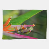 コスタリカ,アカガエル キッチンタオル (横)