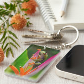 コスタリカ，アカガエル キーホルダー (正面右)