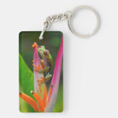 コスタリカ，アカガエル キーホルダー (裏面)