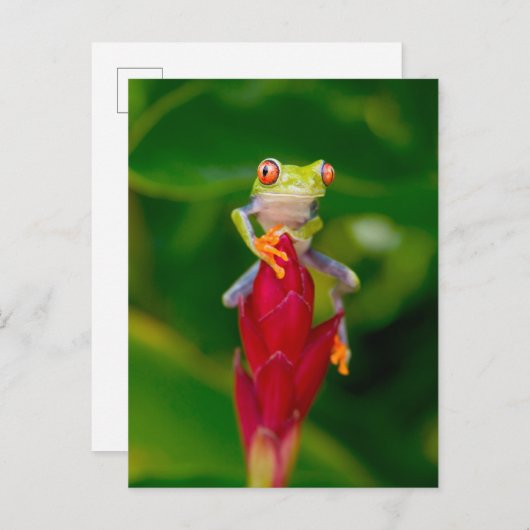 コスタリカ，アカガエル ポストカード (正面/裏面)