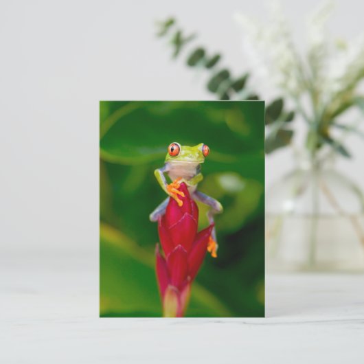 コスタリカ，アカガエル ポストカード (スタンド正面)