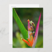 コスタリカ,アカガエル ポストカード (正面/裏面)