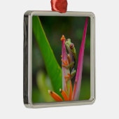 コスタリカ,アカガエル メタルオーナメント (右)