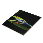 コスタリカ，アカガエル(Agalychnis) タイル (側面)